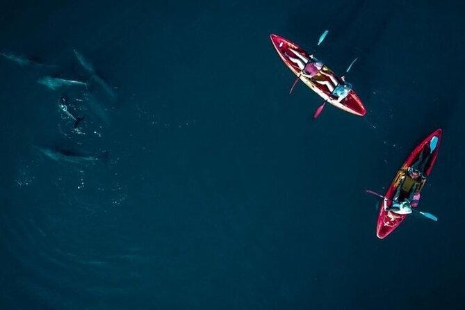 Guided Kayak 2 Hours Activity with Dolphins - Is $58.81 a fair price?