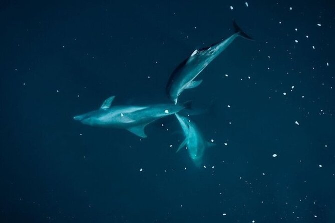 Guided Kayak 2 Hours Activity with Dolphins - What the two-hour route feels like
