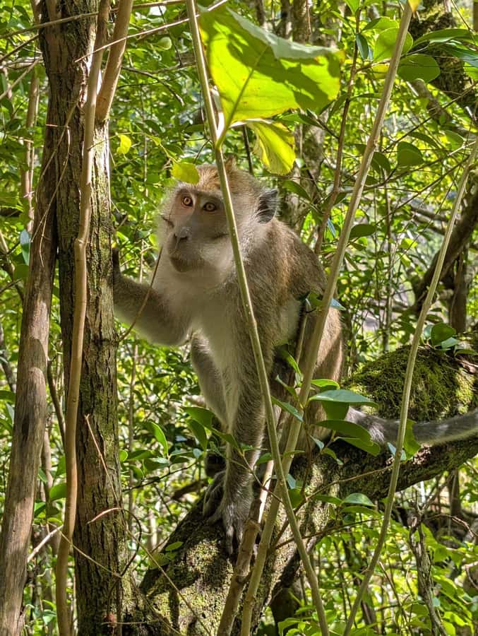 Henrietta: Hiking at the Tamarind Waterfalls - Who should book Tamarind Falls?