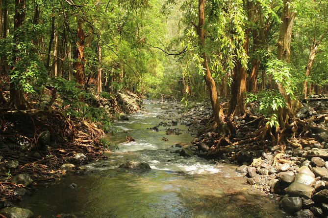 Hiking in the Black River Gorges National Parc - Native Forest - Cooling Off in the Black River