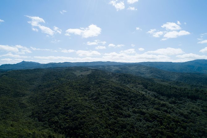 Hiking in the Black River Gorges National Parc - Native Forest - A Three-Hour Route With Two Different Endpoints