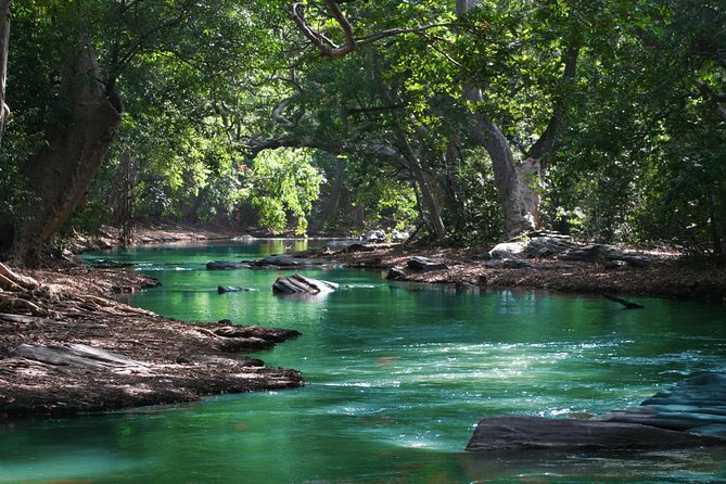Hiking in the Black River Gorges National Parc - Native Forest - Is $61.65 Good Value?