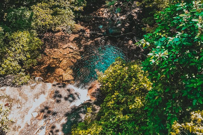Hiking in the Black River Gorges National Parc - Native Forest - Should You Book the Black River Gorges Hike?