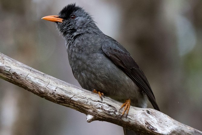 Hiking in the Black River Gorges National Parc - Native Forest - FAQ