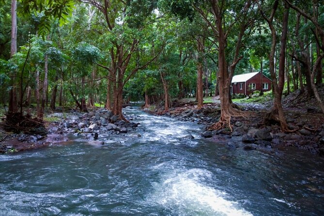 Hiking the Black River Gorges: Full-day with Lunch and Transfer - What the private guide adds