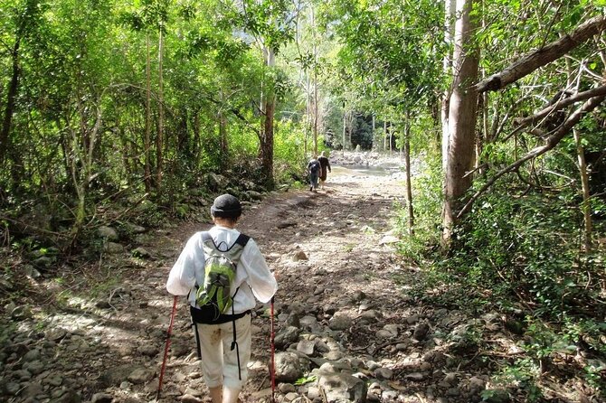 Hiking the Black River Gorges: Full-day with Lunch and Transfer - Who should book this hike?