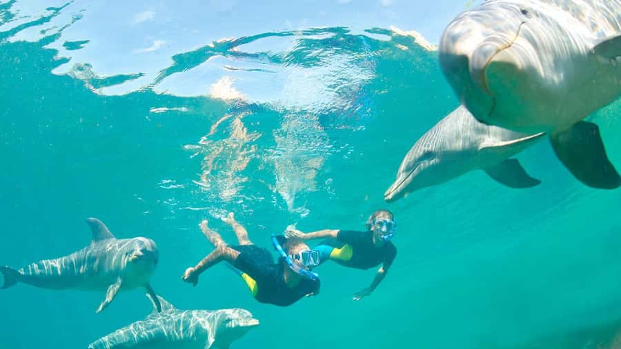 Île aux Bénitiers: Snorkeling w/Dolphins Boat Tour & Lunch - Key points at a glance