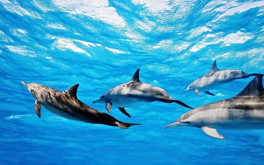 Île aux Bénitiers: Snorkeling w/Dolphins Boat Tour & Lunch - An early start to Mauritius’ southwest coast