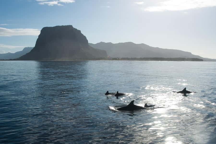 Île aux Bénitiers: Snorkeling w/Dolphins Boat Tour & Lunch - What swimming with dolphins is really like