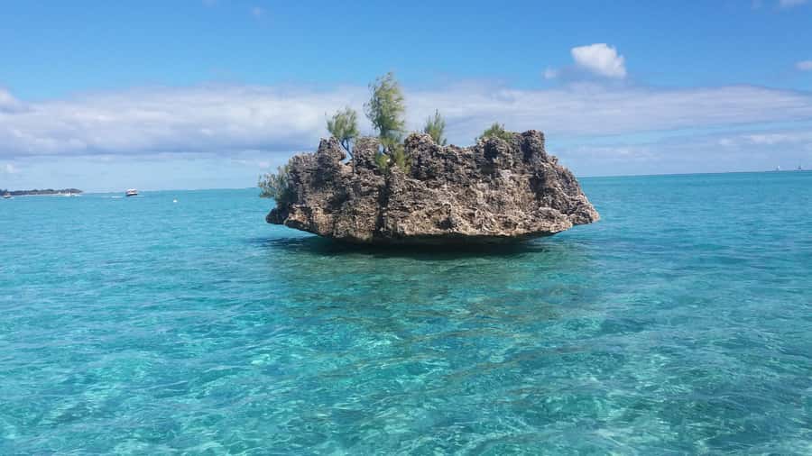 Île aux Bénitiers: Snorkeling w/Dolphins Boat Tour & Lunch - What the $115 price includes