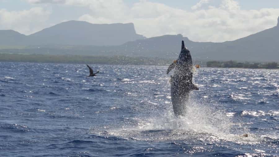 Île aux Bénitiers Snorkeling with Dolphins + Seafood Lunch - Key points at a glance