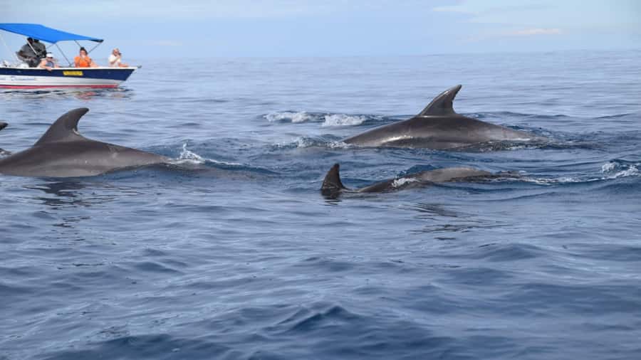 Île aux Bénitiers Snorkeling with Dolphins + Seafood Lunch - Crystal Rock and the Le Morne view