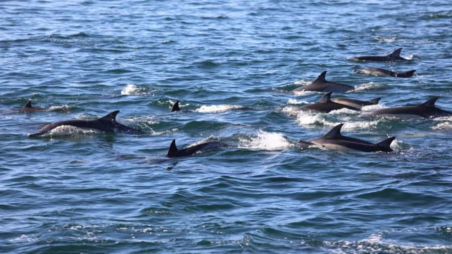 Île aux Bénitiers Snorkeling with Dolphins + Seafood Lunch - Who will enjoy this day most