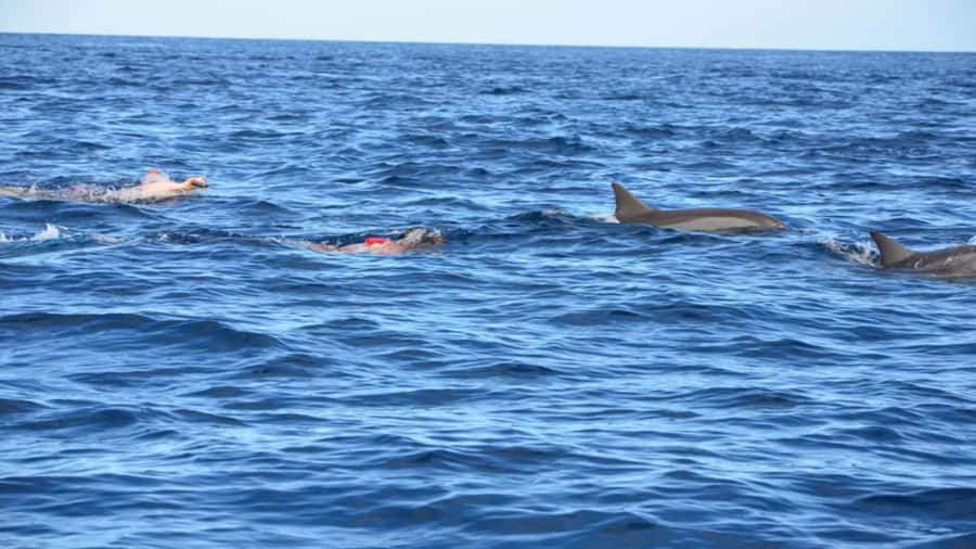 Île aux Bénitiers Snorkeling with Dolphins + Seafood Lunch - FAQ