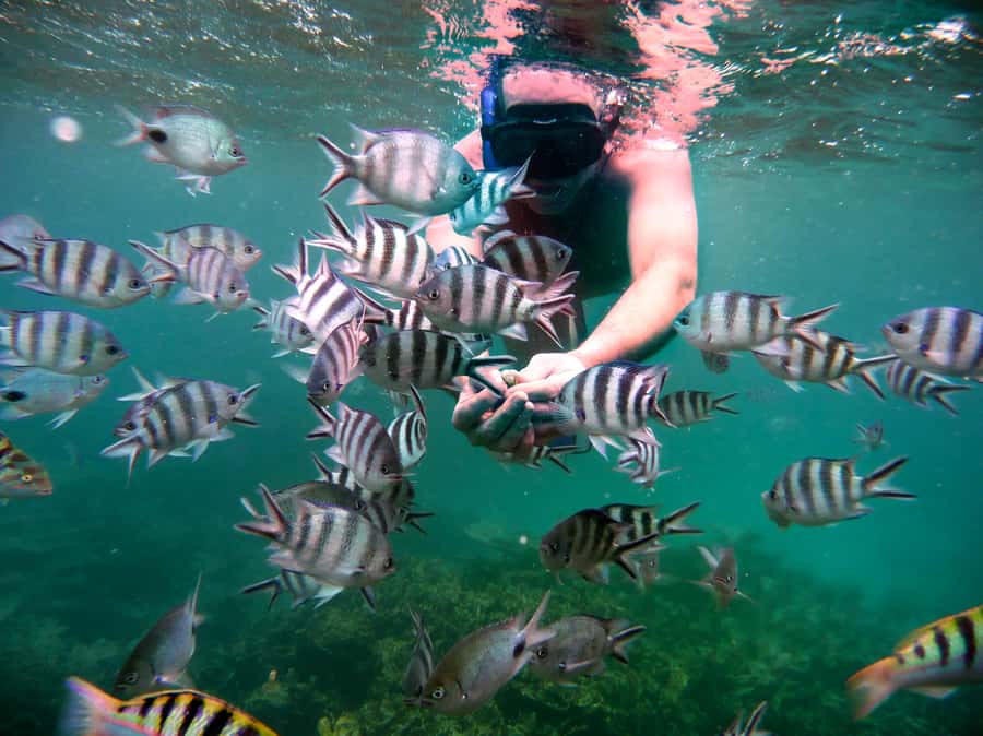 Ilot Gabriel: Catamaran Cruise & BBQ Lunch - BBQ lunch on the catamaran