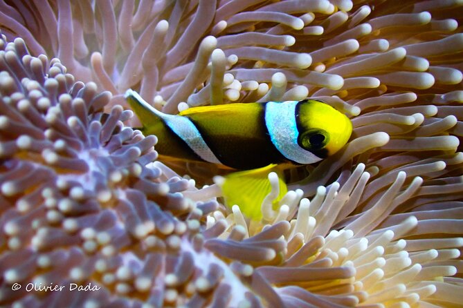 Join us for your first bubbles - Spending 30 to 50 minutes underwater