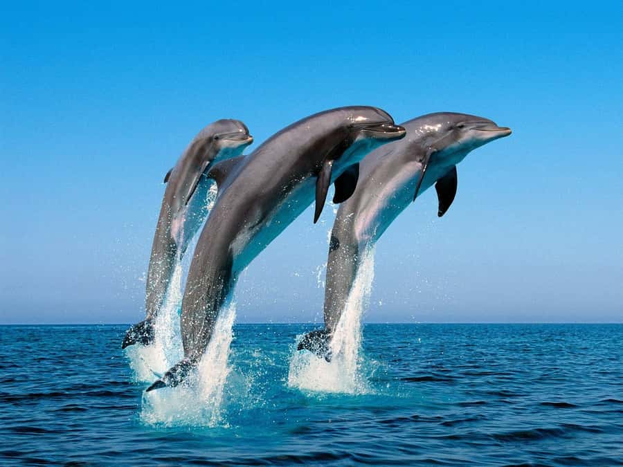 La Preneuse: Dolphin Swimming and Snorkeling Speedboat Trip - Small boat or private trip: the most important upgrade