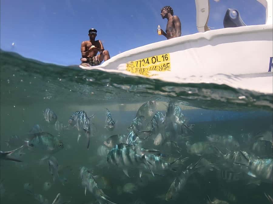 La Preneuse: Dolphin Watching and Snorkeling Speedboat Tour - Key points to know before you book