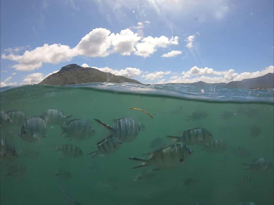 La Preneuse: Dolphin Watching and Snorkeling Speedboat Tour - Leaving La Preneuse Beach by speedboat