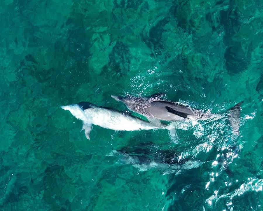 La Preneuse: Dolphin Watching and Snorkeling Speedboat Tour - The ethics of a crowded dolphin encounter