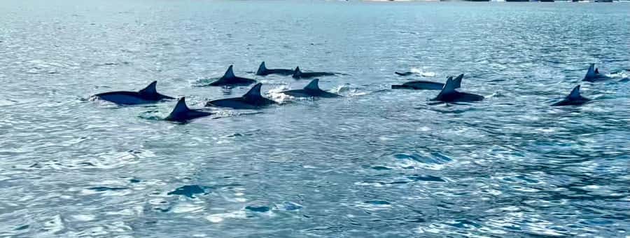 La Preneuse: Dolphin Watching and Snorkeling Speedboat Tour - Should you book it?