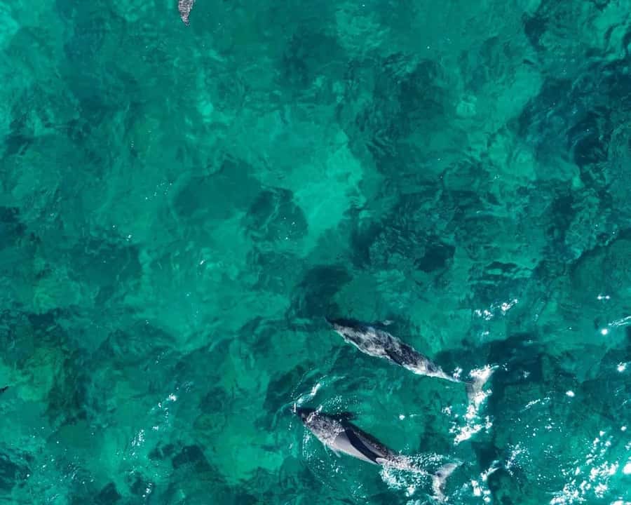 La Preneuse: Dolphin Watching and Snorkeling Speedboat Tour - Searching for dolphins in open water