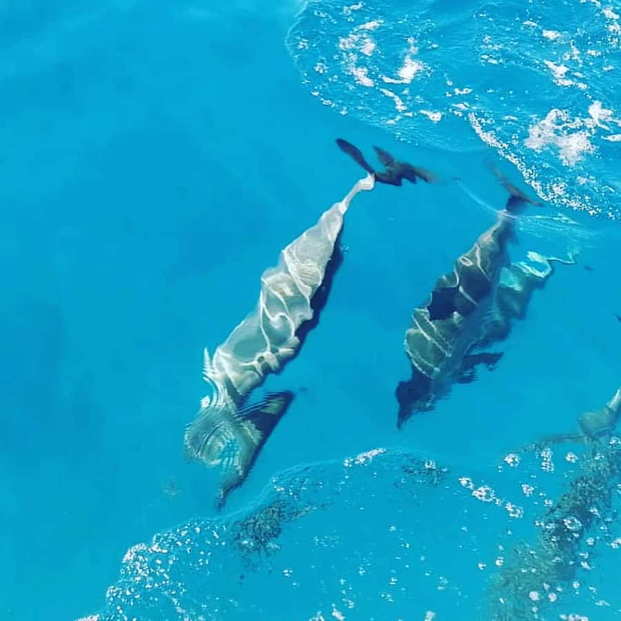 LE MORNE DOLPHINS SUNRISE TRIP - Finding dolphins in their natural setting