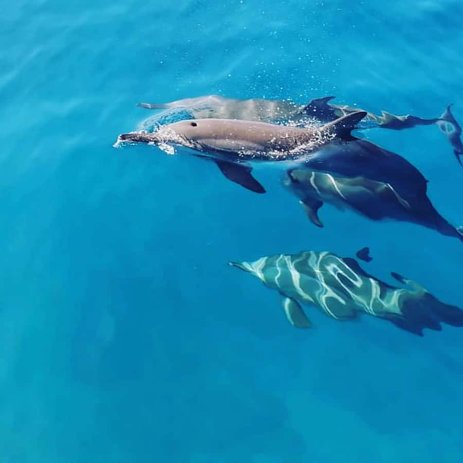 LE MORNE DOLPHINS SUNRISE TRIP - Breakfast near Crystal Rock, with one major warning