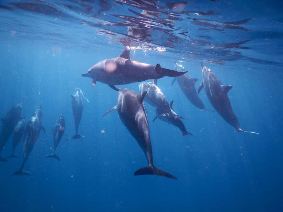 LE MORNE DOLPHINS SUNRISE TRIP - Snorkeling in the Mauritius lagoon