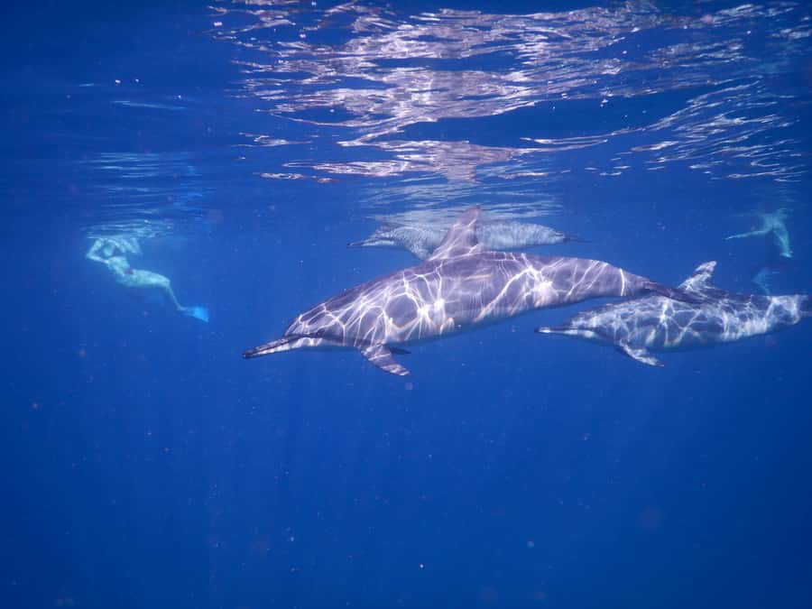 LE MORNE DOLPHINS SUNRISE TRIP - Responsible wildlife watching matters here