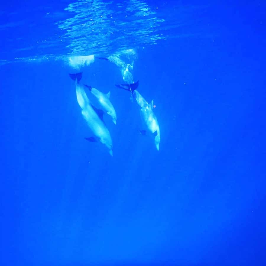 LE MORNE DOLPHINS SUNRISE TRIP - Who will get the most from this outing
