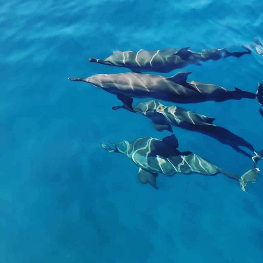 LE MORNE DOLPHINS SUNRISE TRIP - A boat trip designed for families and small groups