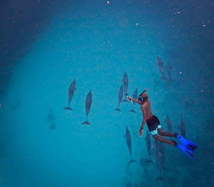 Le Morne: Private Boat Tour Dolphin-Watching & swimming - Key points to know before booking