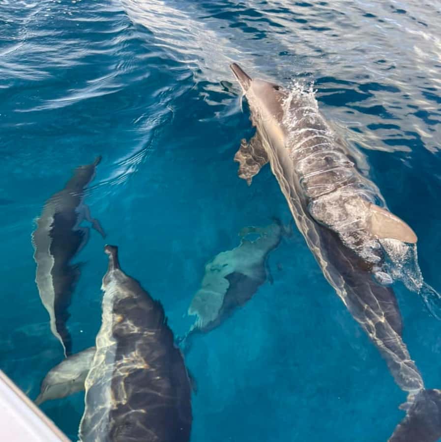 Le Morne: Private Boat Tour Dolphin-Watching & swimming - The value of a $352 private tour