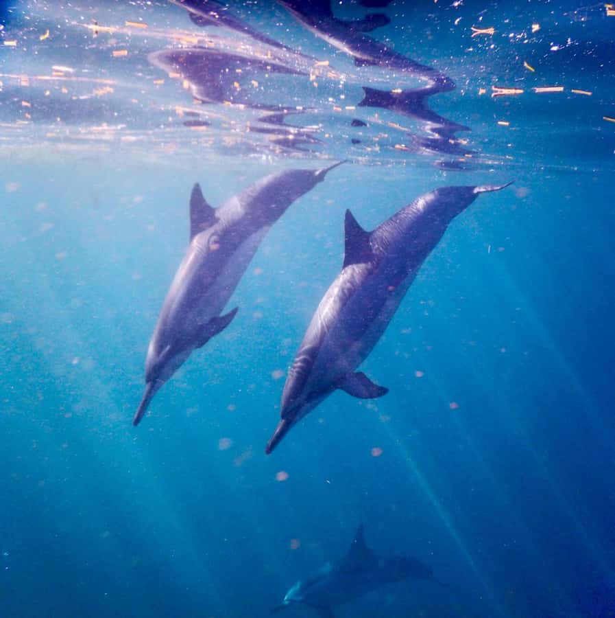 Le Morne: Private Boat Tour Dolphin-Watching & swimming - Who will enjoy this most
