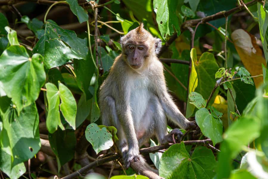 Mauritius 5 Islands Hopping Tours - PRIVATE BOAT - Dolphins, turtles, and the limits of wildlife viewing