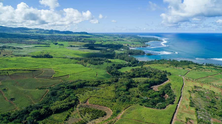 Mauritius: Bel Ombre Nature Reserve Quad Bike Tour - Forest tracks, puddles, and mountain views
