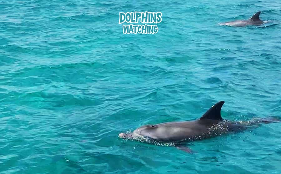 Mauritius: Benitier Island - Swim Dolphins - Speedboat & BBQ - An early start from Tamarin