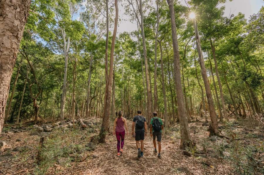 Mauritius: Black River Gorges National Park 3-Hour Hike - Walking through primary forest for three hours