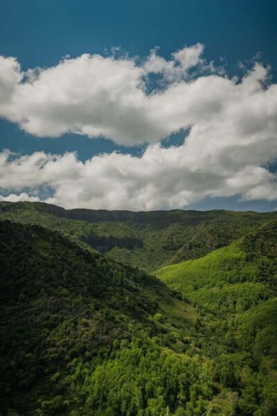 Black River Gorges National Park 3-Hour Hike