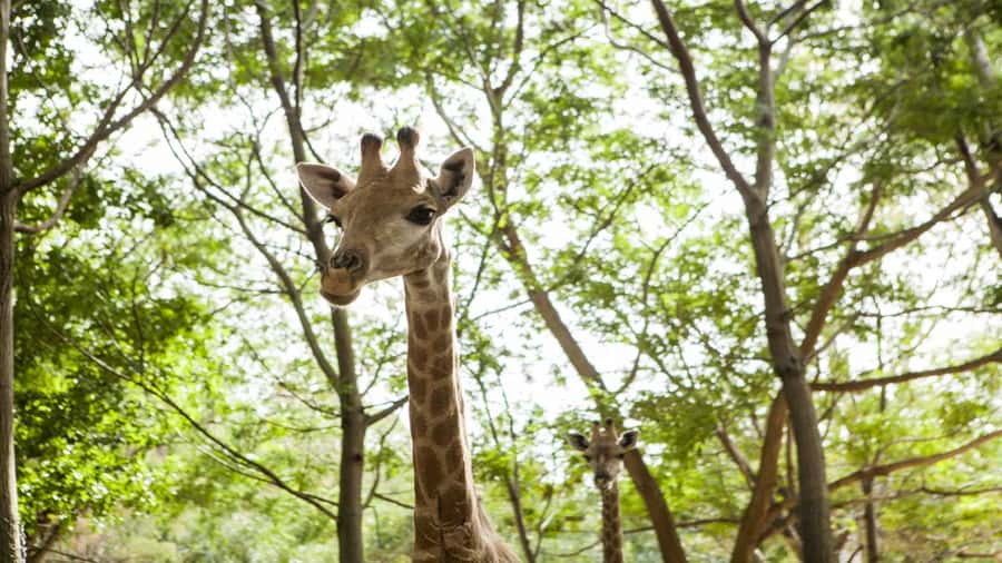 Mauritius: Casela Nature Parks Entrance Ticket with Transfer - Key points to know before you book