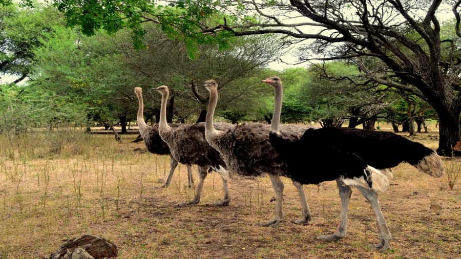 Mauritius: Casela Nature Parks Entrance Ticket with Transfer - The African Safari Truck