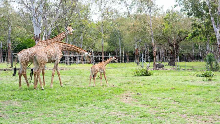 Mauritius: Casela Nature Parks Entrance Ticket with Transfer - What the Seven-Hour Visit Really Includes