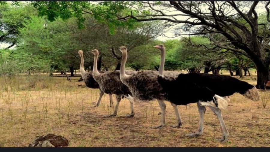 Mauritius: Casela nature parks & flic en flac beach - African animals, birds, and gentle encounters