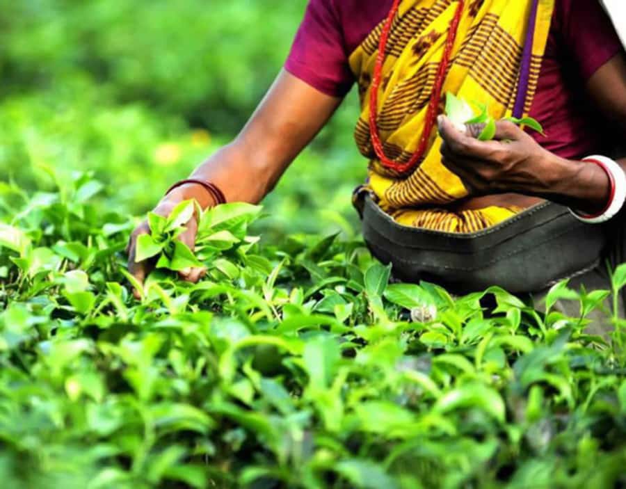Mauritius: Crocodile Park and Tea Factory Tour with Tasting - Why this tea and wildlife pairing works