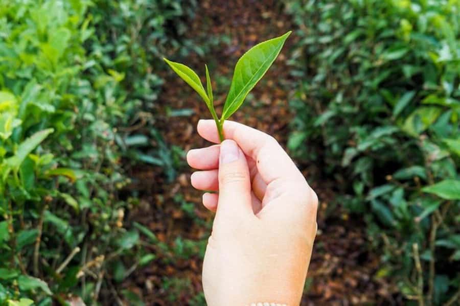Mauritius: Crocodile Park and Tea Factory Tour with Tasting - Tasting flavored, green, and herbal teas
