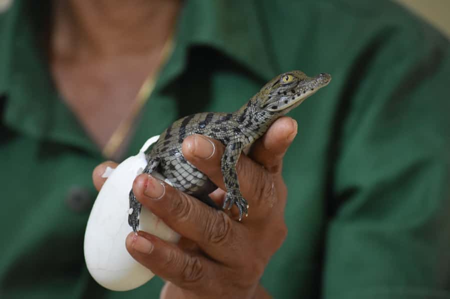 Mauritius: Crocodile Park and Tea Factory Tour with Tasting - Lunch, timing, and the shape of the day
