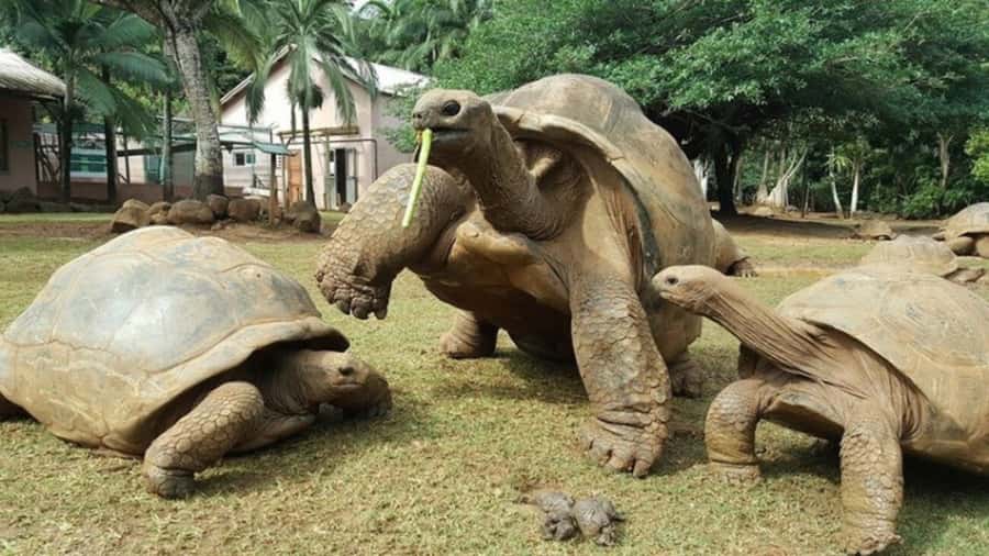 Mauritius: Crocodile Park and Tea Factory Tour with Tasting - Who will enjoy this day most