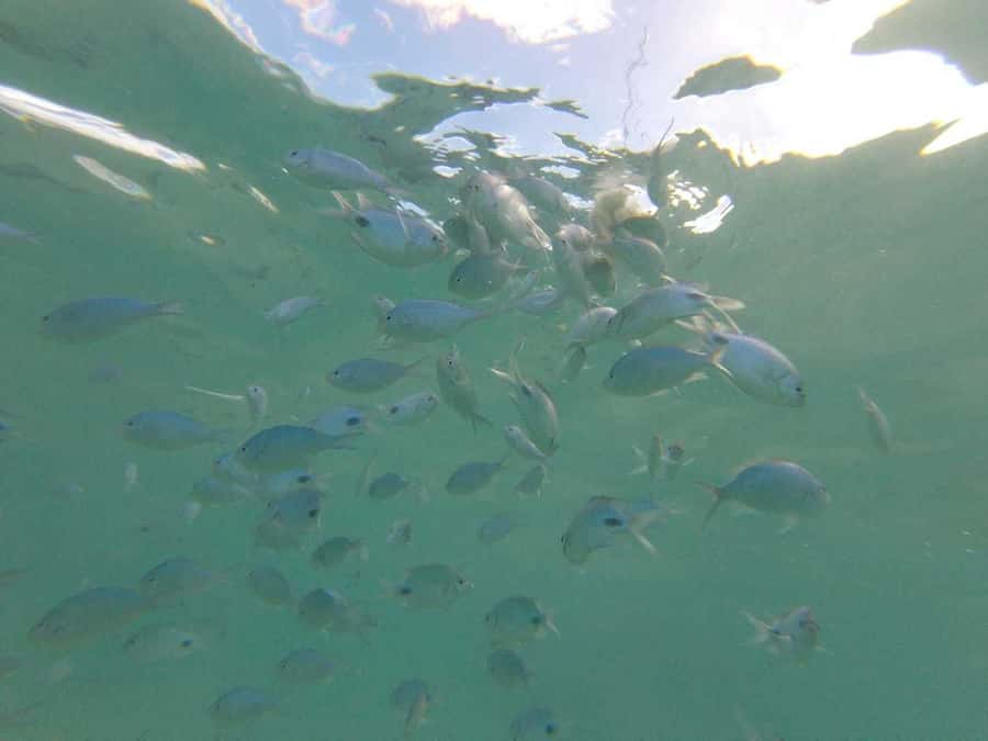 Mauritius: Dolphin Encounter, Trou aux Cerf and Grand Bassin - Key points at a glance