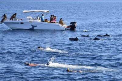 Dolphins Swim and Ile Aux Bénitiers with BBQ